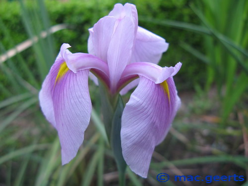 Iris ensata 'Rose Queen'